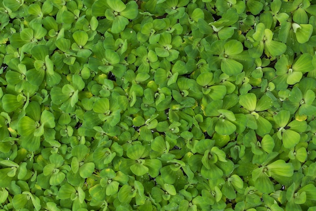 Watersla hoogste mening voor natuurlijke achtergrond en textuur