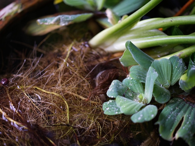 Watersla of Pistia stratiotes Linnaeus op het water en de waterdruppel