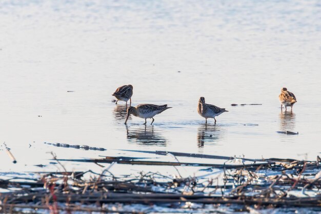 Watersnip (Gallinago gallinago) groep vogels in het water