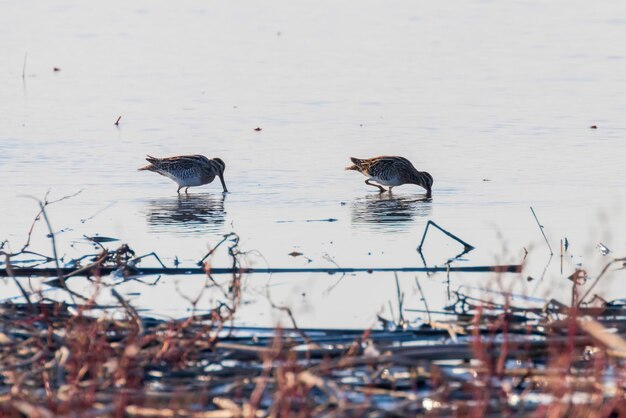 Watersnip (Gallinago gallinago) Vogel in het water