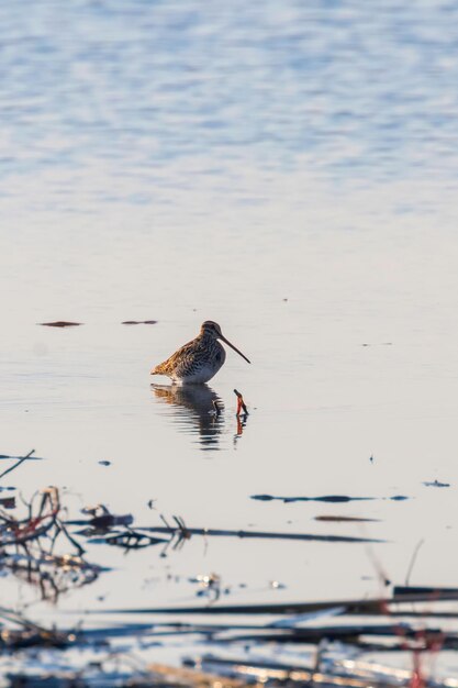 Watersnip (Gallinago gallinago) Vogel in het water