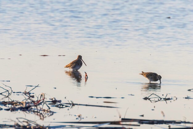 Watersnip (Gallinago gallinago) Vogel in het water