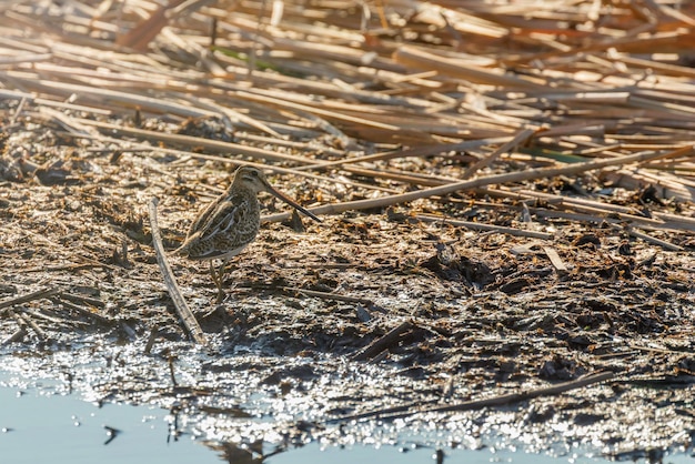 Watersnip natuurlijke omgeving Gallinago gallinago