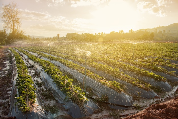 Waterspray op een landbouwgrond aardbeienveld