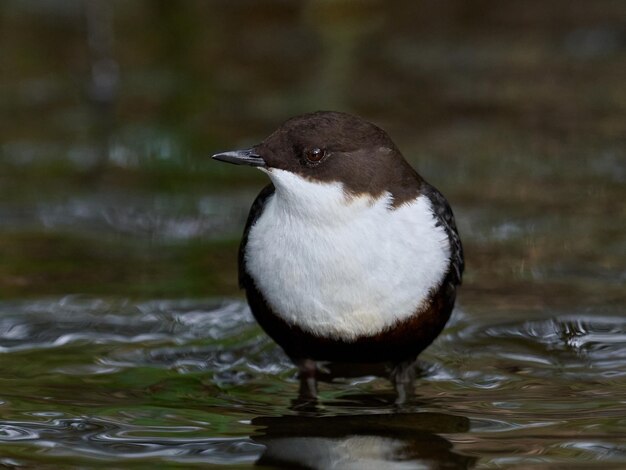 Foto waterspreeuw cinclus cinclus