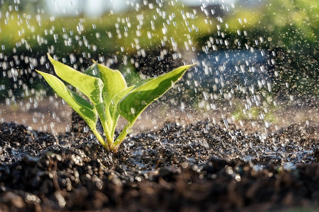 Watersproeiers tuinwatersproeisysteem voor planten in tuincentrum