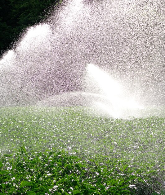 Watersproeisysteem in de ochtendzon op een plantage