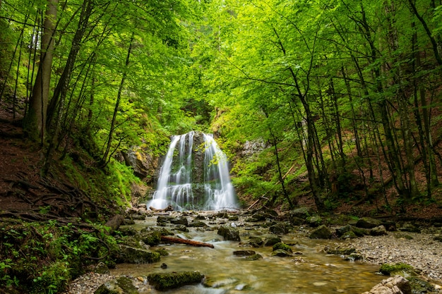 Foto waterval bosaard