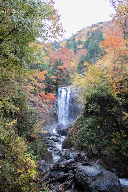 Waterval en bomen in de herfstseizoen van Japan.