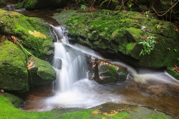 Waterval en rotsen bedekt met mos