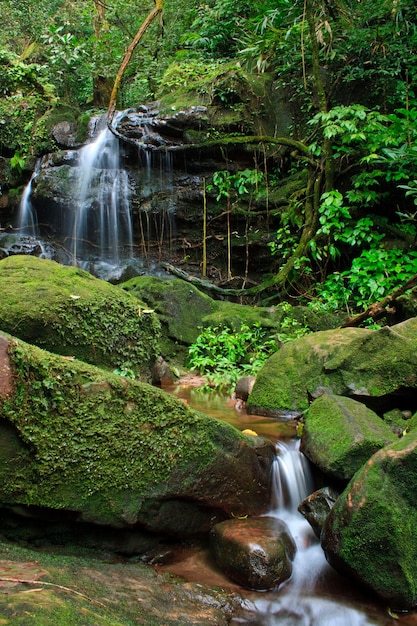 Waterval in diep bos