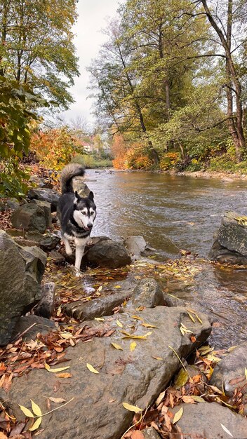 Foto waterval in het herfstbos met husky hond die loopt