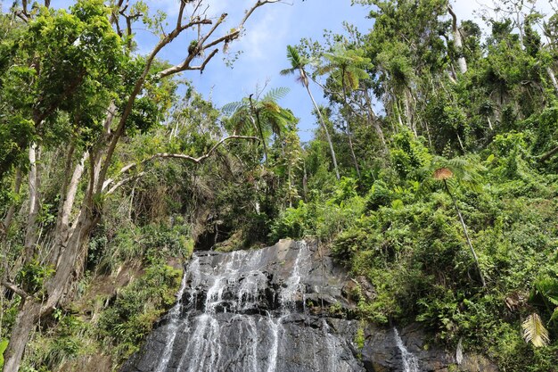 Foto waterval in het regenwoud