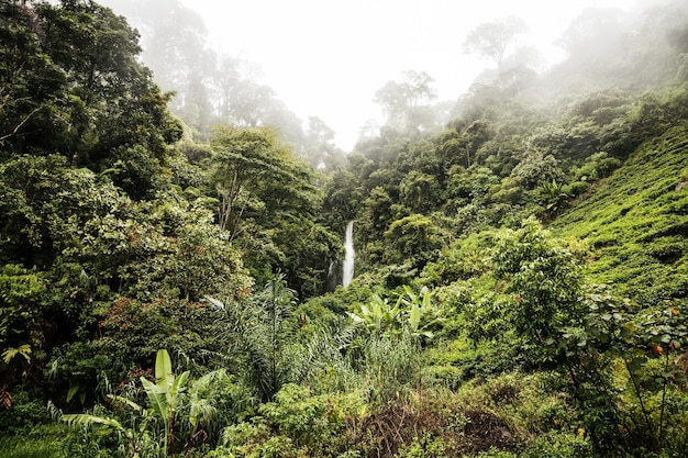 Foto waterval in het regenwoud