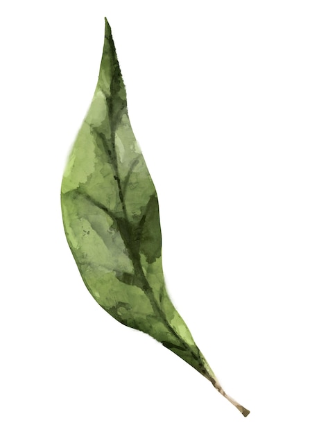 Waterverf blad png bladeren collage element doorzichtige achtergrond
