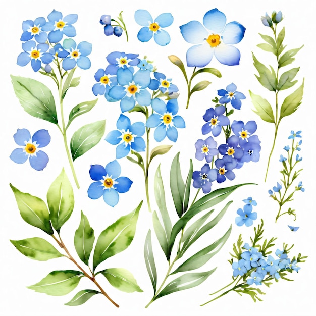 Waterverf bundel set van de vergeet me niet blauwe bloem elementen clipart