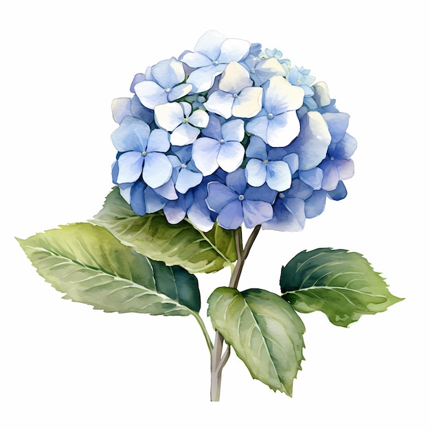 Waterverf hortensia naadloos patroon geïsoleerd op wit