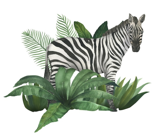 Foto waterverf illustratie van een zebra in de struiken van tropische planten met de hand getekend geïsoleerd geschikt voor het versieren van een kinderkamer ontwerp