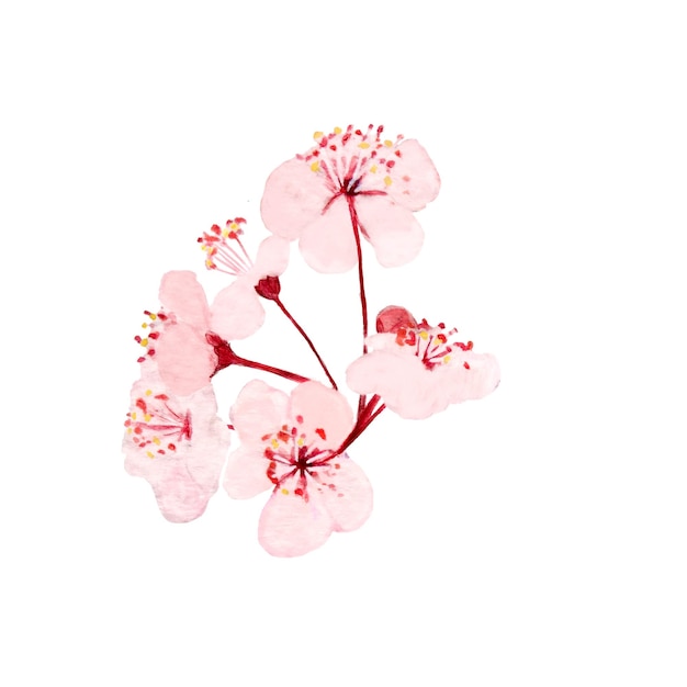Waterverf met de hand getekende roze sakura bloemen illustraties