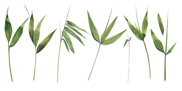 Waterverfillustratie van een reeks bamboedelen, de bladeren en twijgen zijn groen