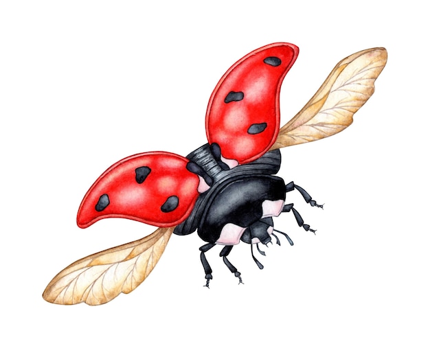 Waterverfillustratie van een schattige ladybug rode kever Vliegende heldere cartoon insecten Compositie voor posters ansichtkaarten banners flyers covers posters en andere drukproducten Geïsoleerd