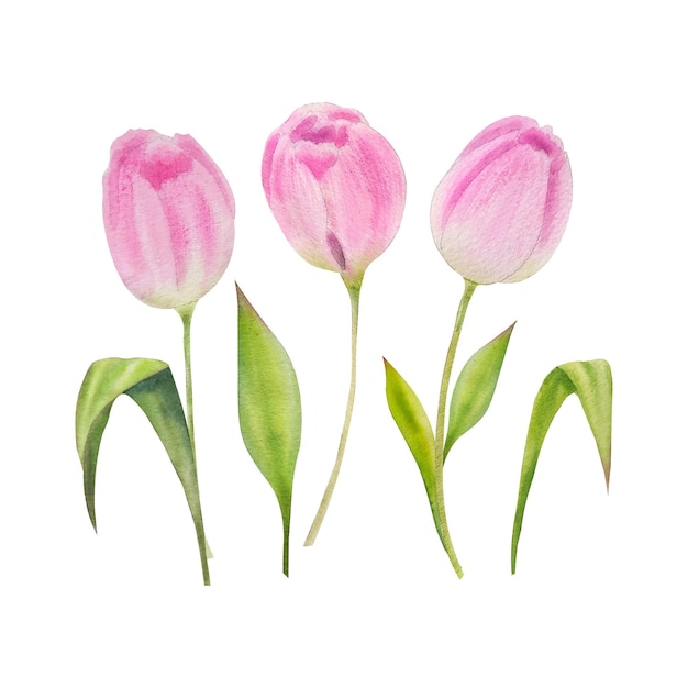 Waterverfillustratie van geïsoleerde de lente roze tulpen