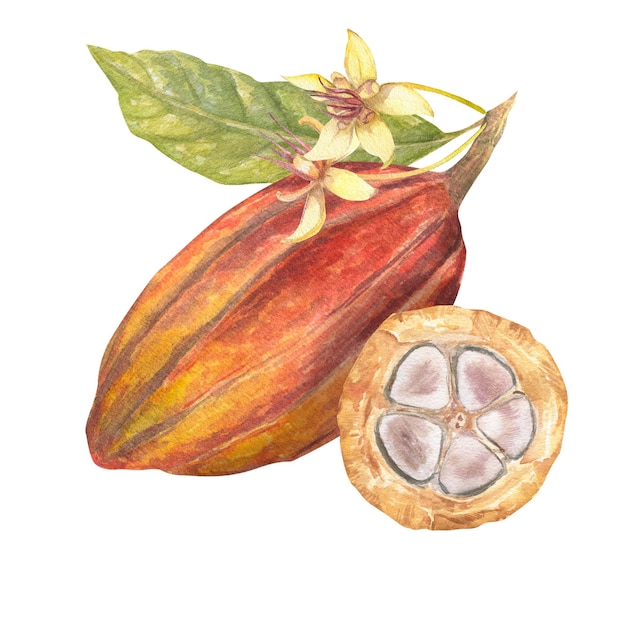 Waterverfillustratie van gesneden cacaofruit gevuld met cacaozaden en bloemen. Geïsoleerde hand getrokken illustratie Geschikt voor verpakkingsontwerpmenu