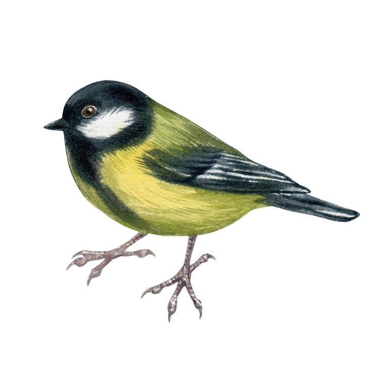 Foto waterverfillustratie van klein tuin en bosvogelportret van