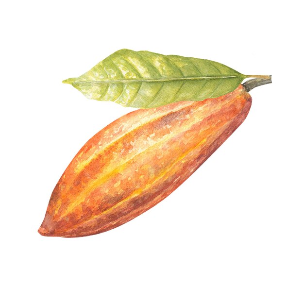 Waterverfillustratie van rood cacaofruit met blad Geïsoleerde hand getrokken illustratie Geschikt voor verpakkingsontwerpmenu