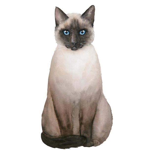 Waterverfillustratie van siamese leuke die kat op witte achtergrond wordt geïsoleerd