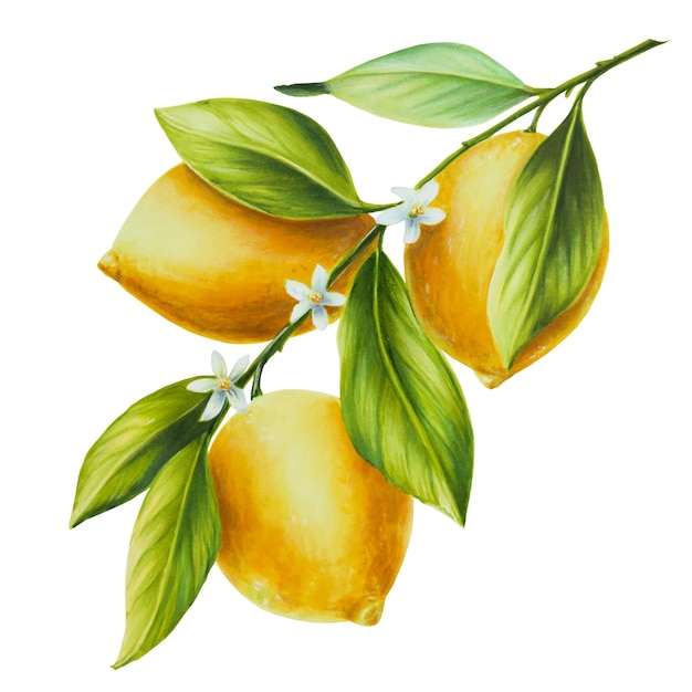 Waterverftak van verse rijpe citroen met felgroene bladeren en bloemen Handgetekende citrusverf