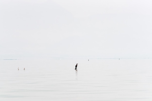 Watervogel op het oppervlak van het Skadarmeer in Montenegro