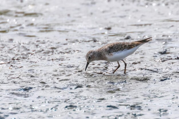 Watervogel Strandloper Gewone Strandloper Actitis hypoleucos