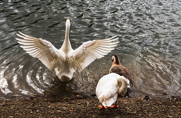 Watervogels ganzen eenden zwanen meeuwen pelikanen