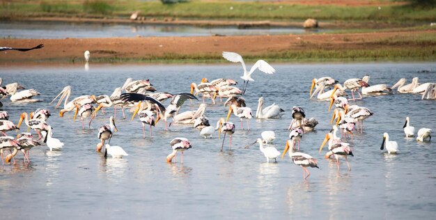 Foto watervogels in een meer geschilderde ooievaars lepelbillen pelikanen en egrets in een meer