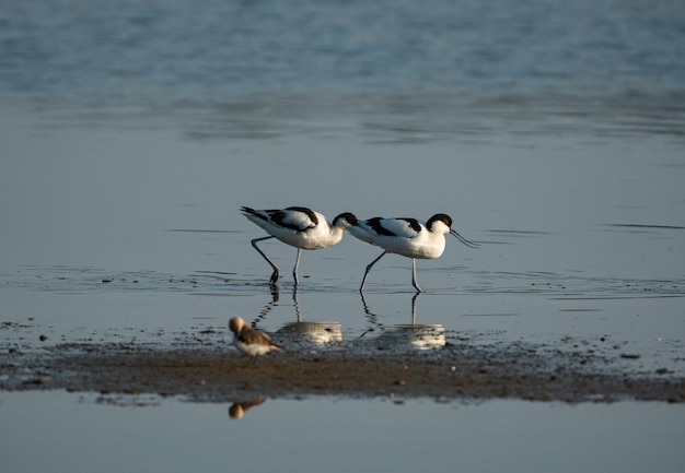 Watervogels lopen op water op een meer in Mallorca, Spanje