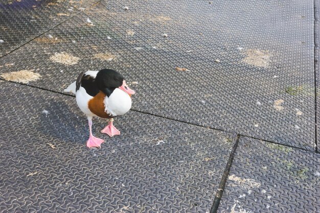 watervogels op het bedrijf