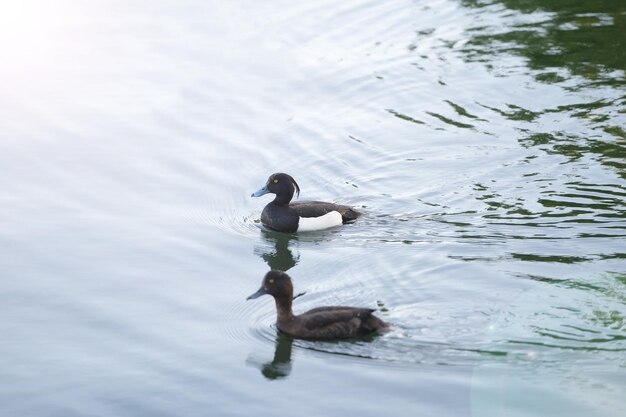 Watervogels vogels kuifeenden zwemt op het water