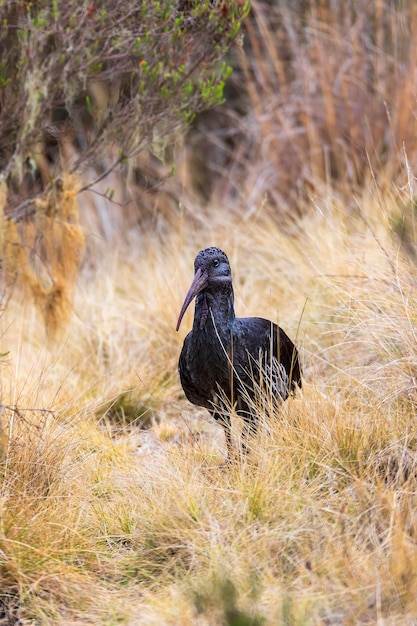 Photo wattled ibis ethiopia wildlife africa