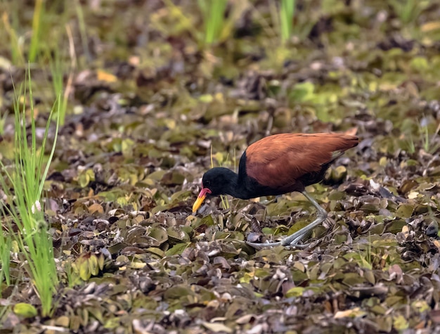 사진 마른 연못에서 wattled jacana 걸어