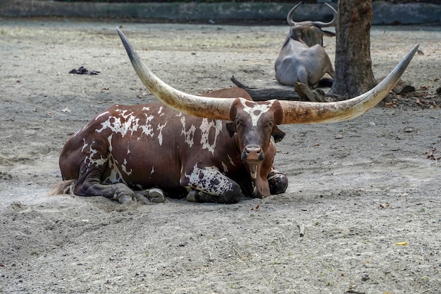 Watusi cattle big horn african mammal