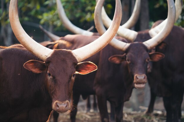 Watusivee van Ankole in dierentuin