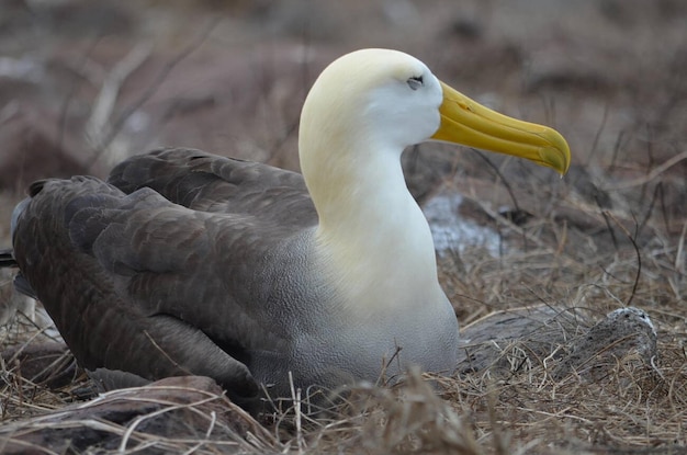 Waved Albatross ook bekend als Galapagos Albatross in een nestkolonie op Isla Espaola in de Galapagos