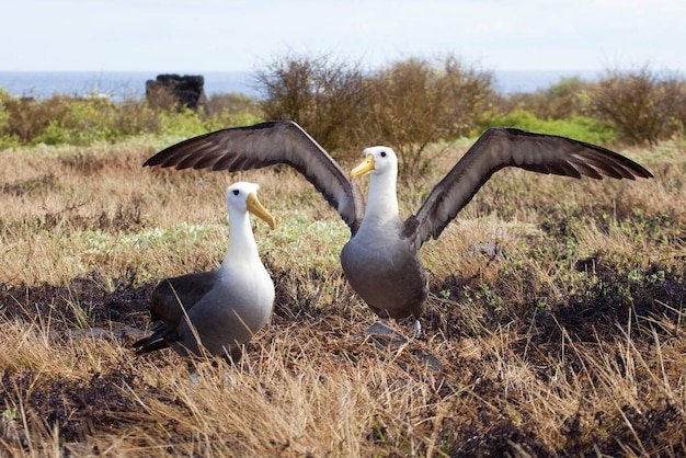 Waved Albatross pair Phoebastria irrorata courtship ritual dance in the Galapagos Islands Critically