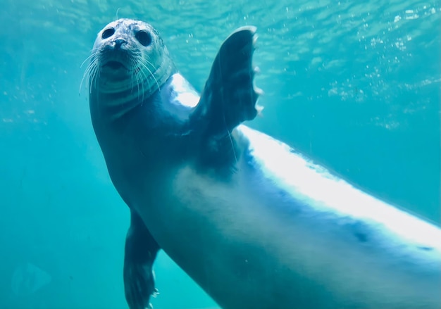 Photo waving seal in aquarium wilhelmshaven