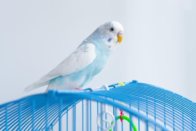 A wavy blue parrot sits on a cage