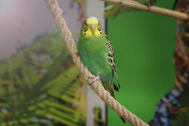 Wavy green parrot looks into camera against green background