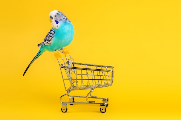 Wavy parrot sitting on mini shopping cart