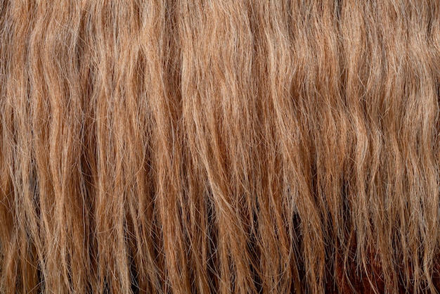 The wavy, thick red mane of the horse.
Beautiful wavy hair.