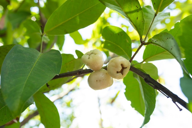 Wax Apple Tropical Fruit Tree